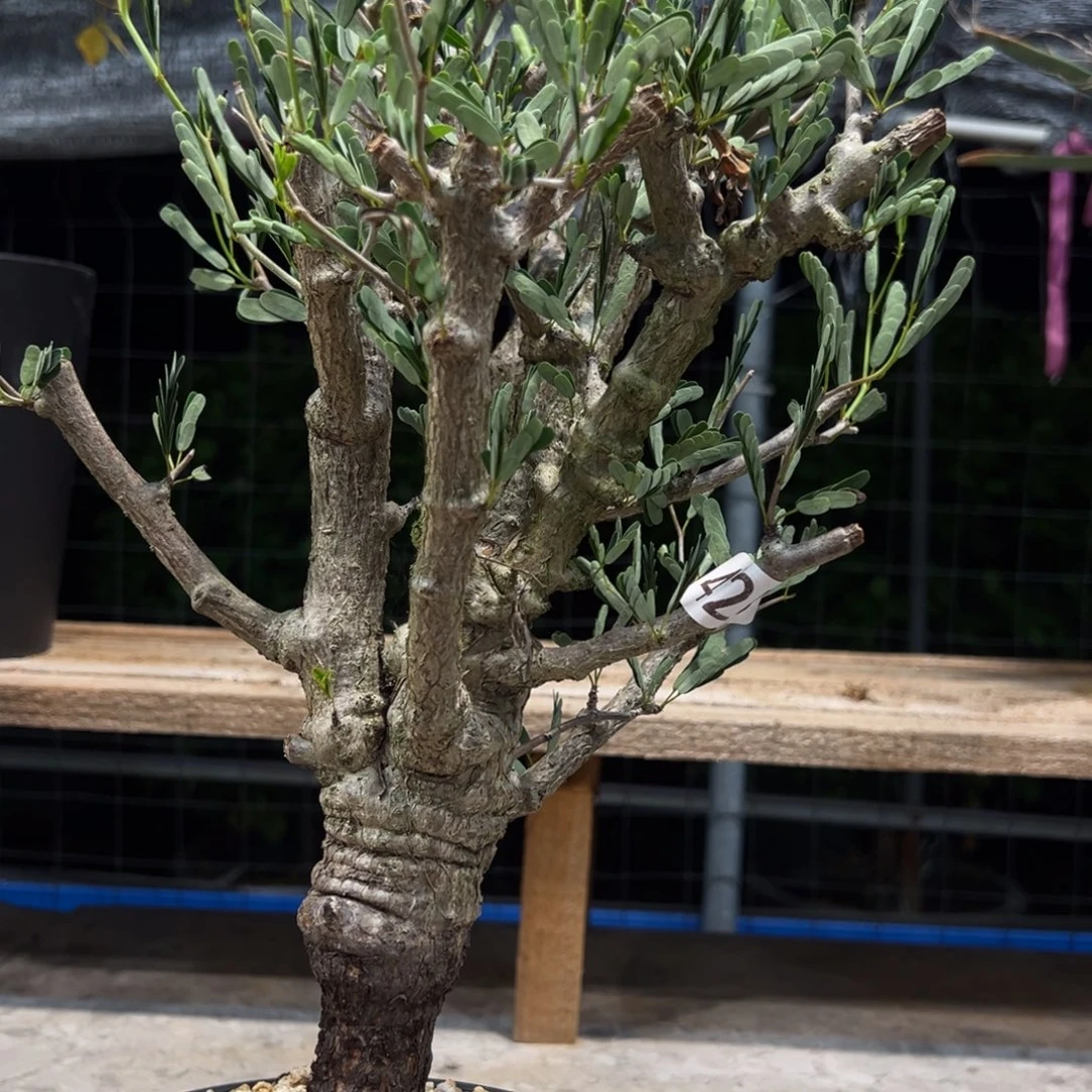 A***q425苏木块根植物脱土发货