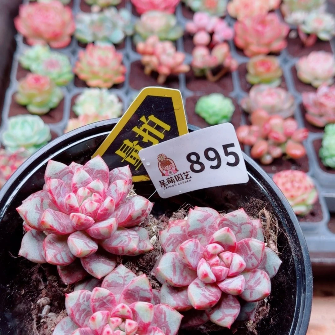 多肉植物多肉植物