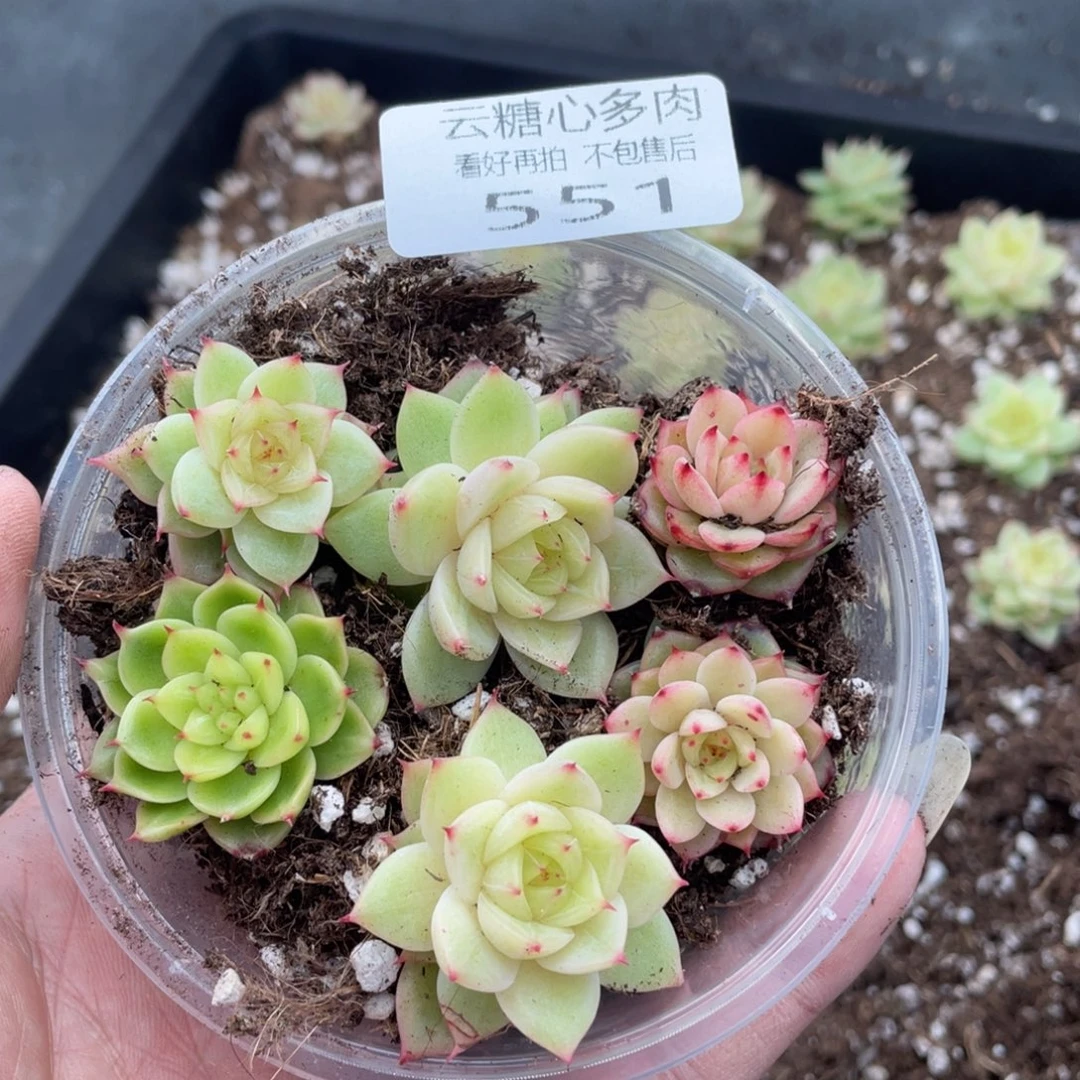 云糖心多肉植物551