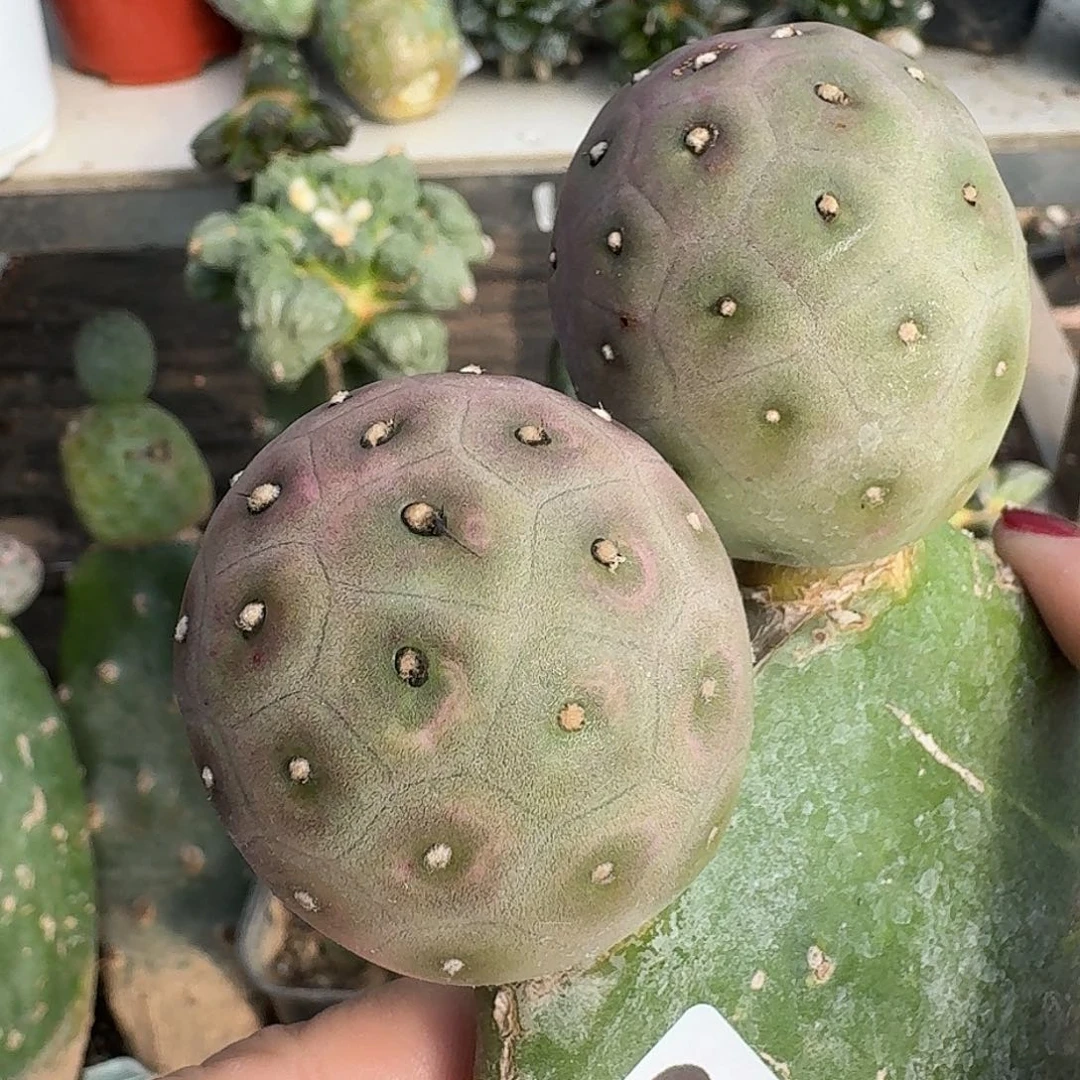 无花朵双头草莓鸡蛋013