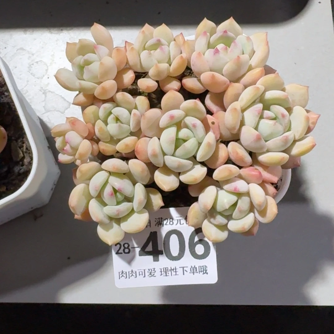 蜜桃格林无盆土发货无盆