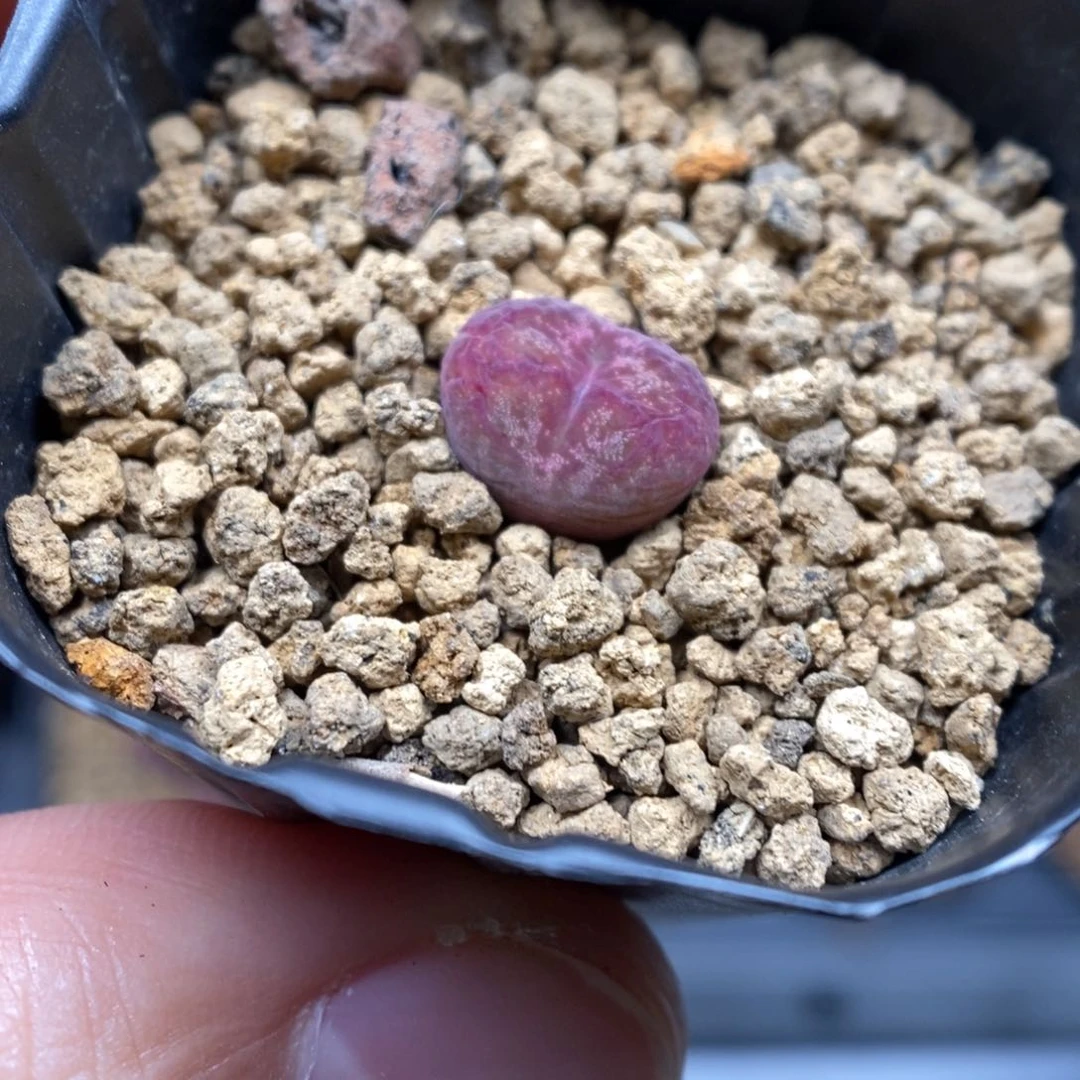 多肉植物肉锥杂交K-064