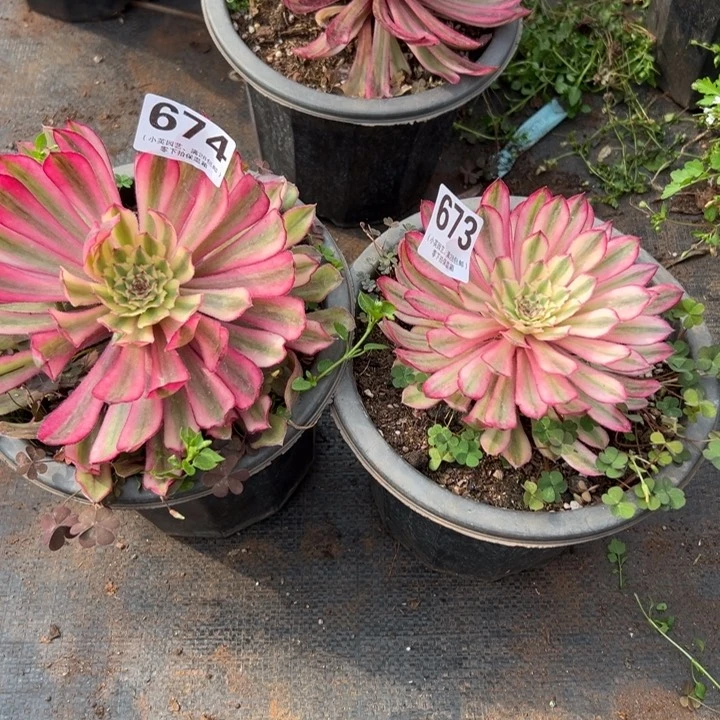 一**?673-674两颗、多肉植物