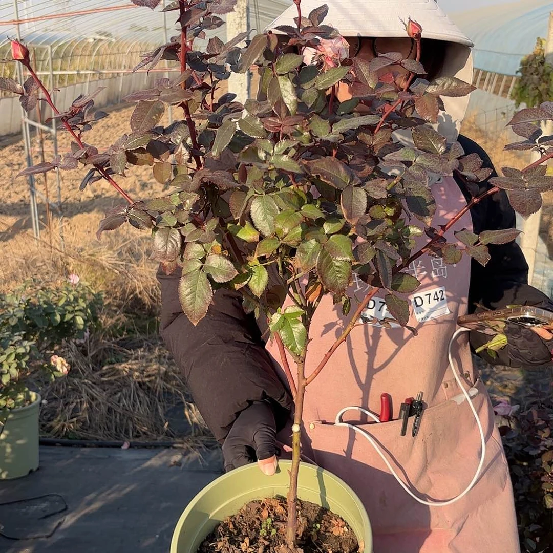 法花3加仑根接苗子棒棒