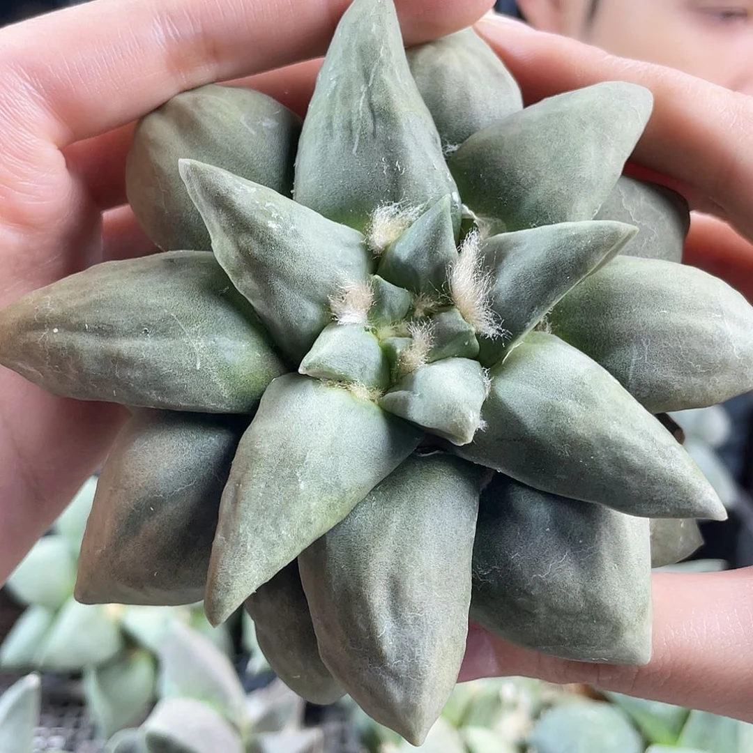 24日11cm自根青瓷牡丹杂萝卜根