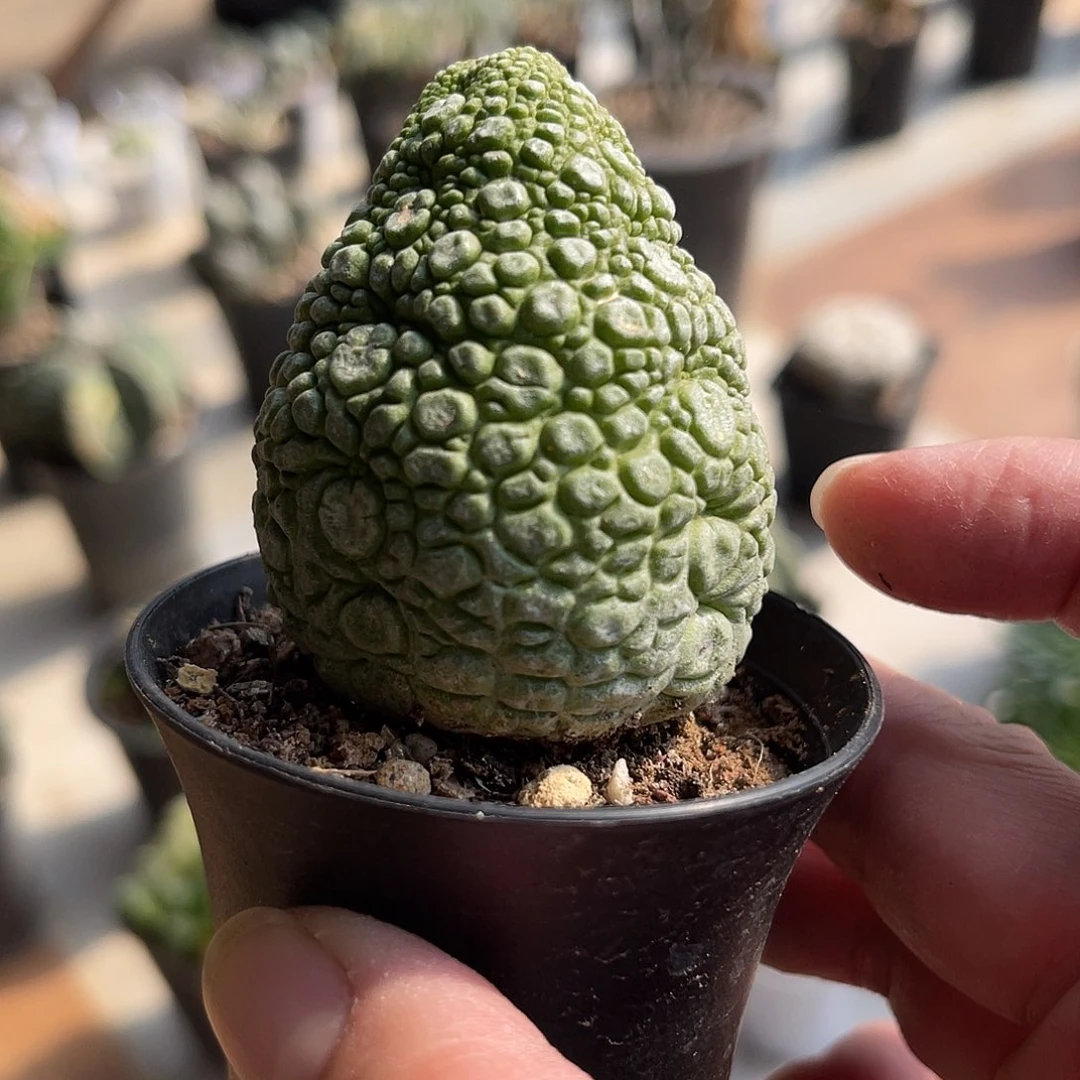 实生凝蹄玉一物一拍