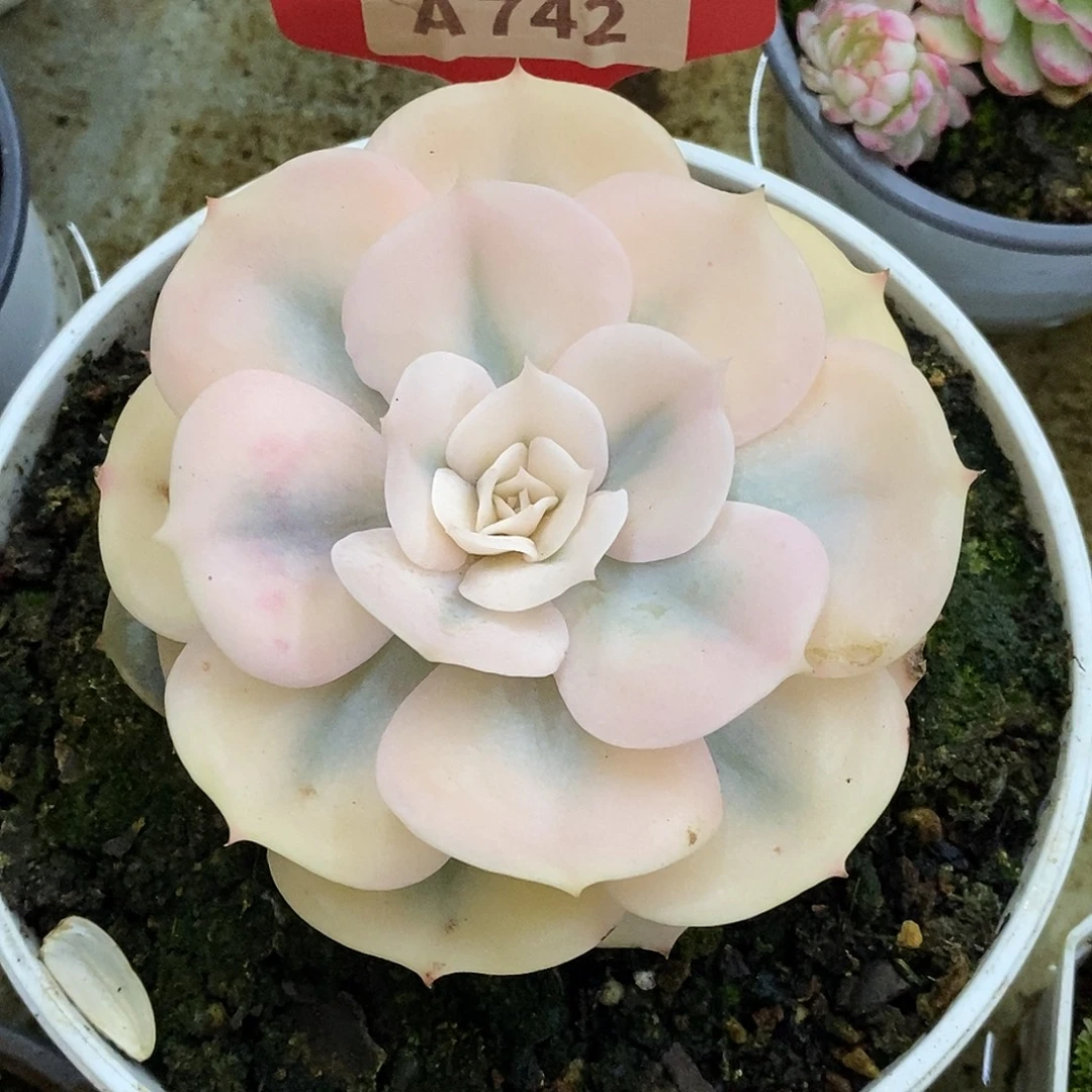 742哈哈哈哈哈哈哈哈