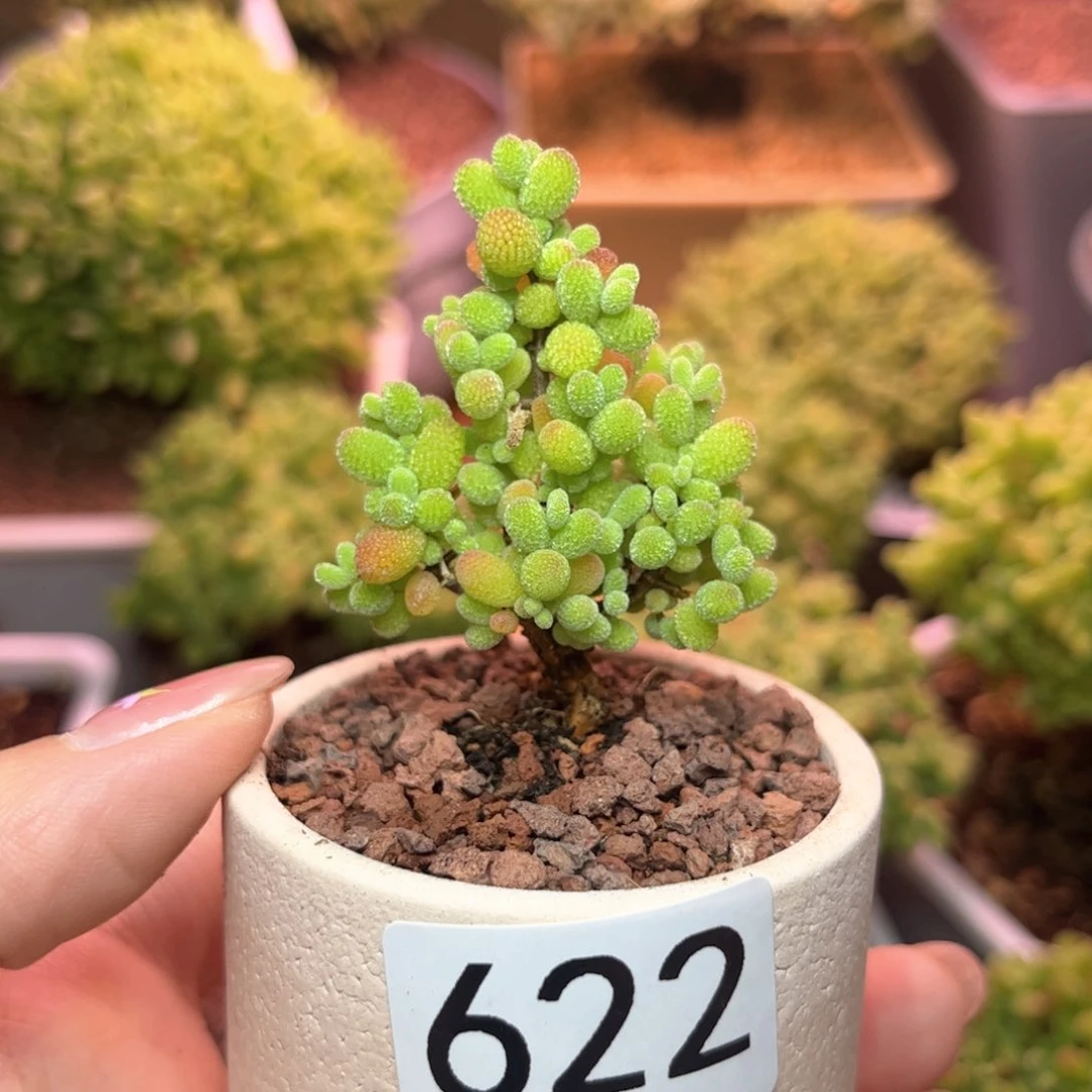 622金桔可爱多肉植物