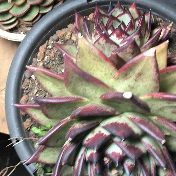 果*本281///////////////////