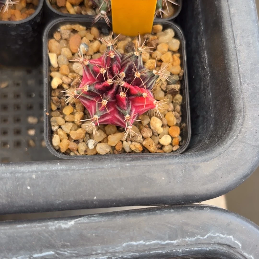 大***️309-1123泰国发货多肉