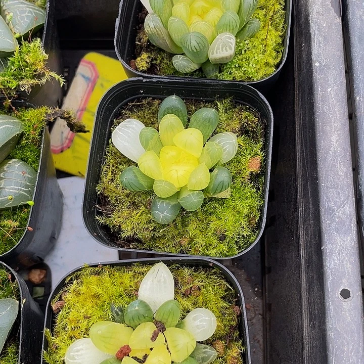 琥珀玉露带盆土发