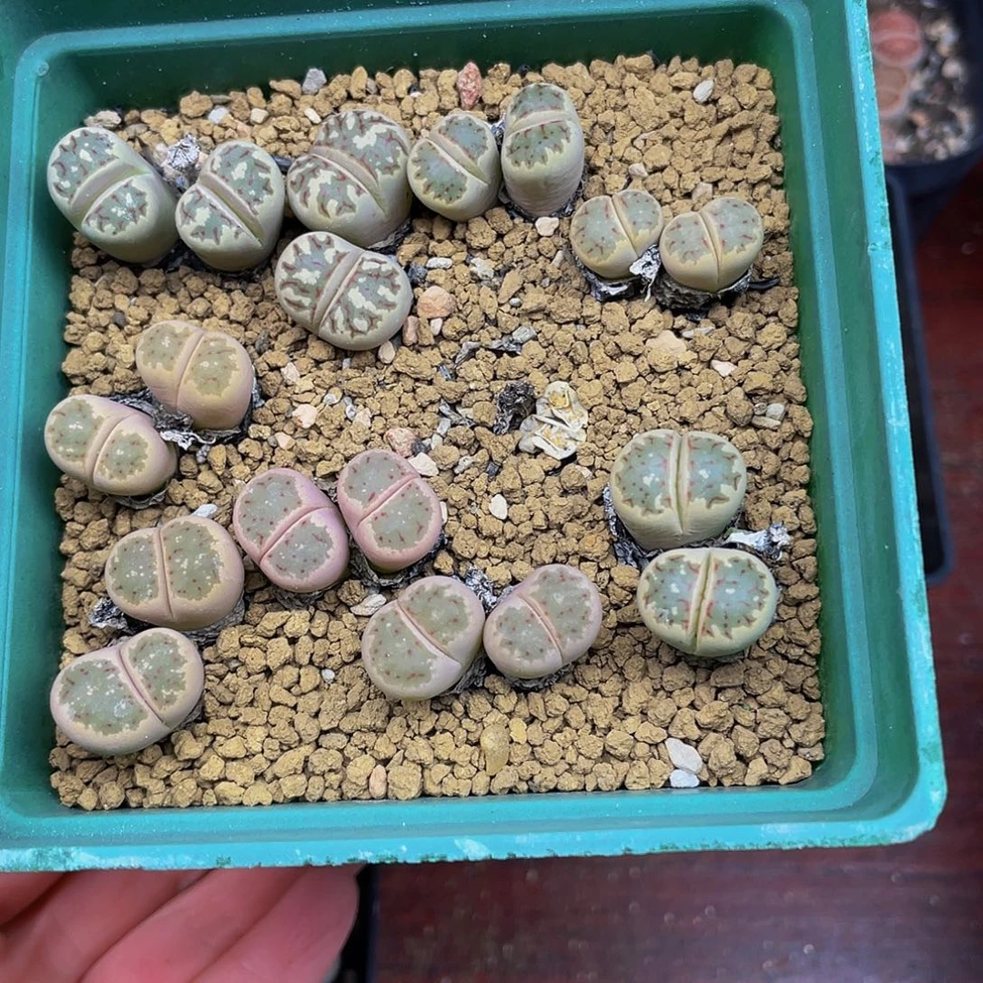 2740000000花花花花花花花花花