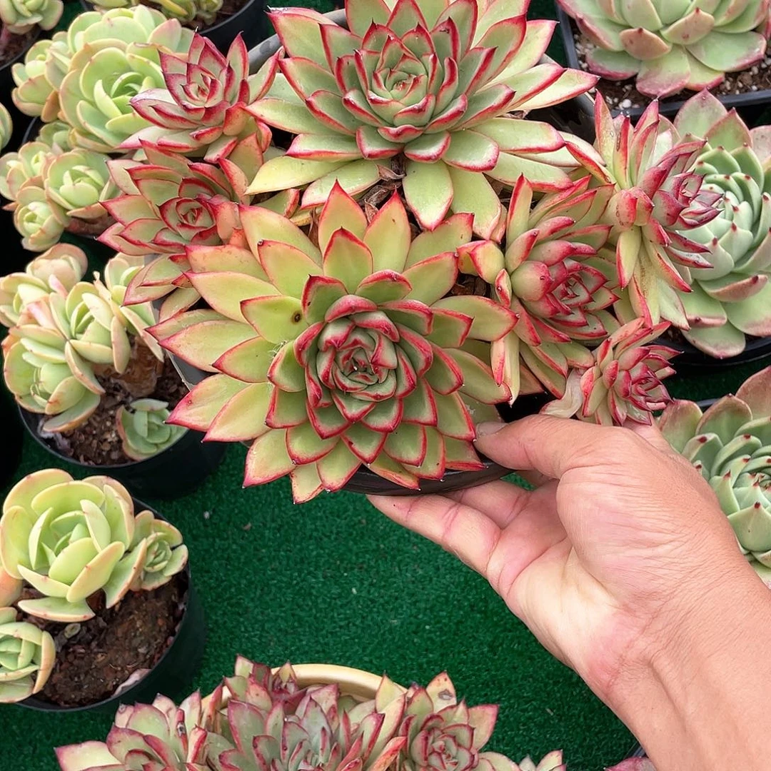 吉赛尔大群生带盆发货