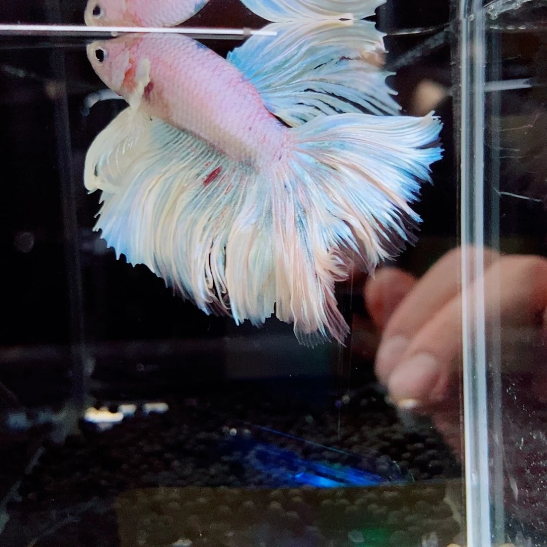 斗鱼蓝61号a a a a a