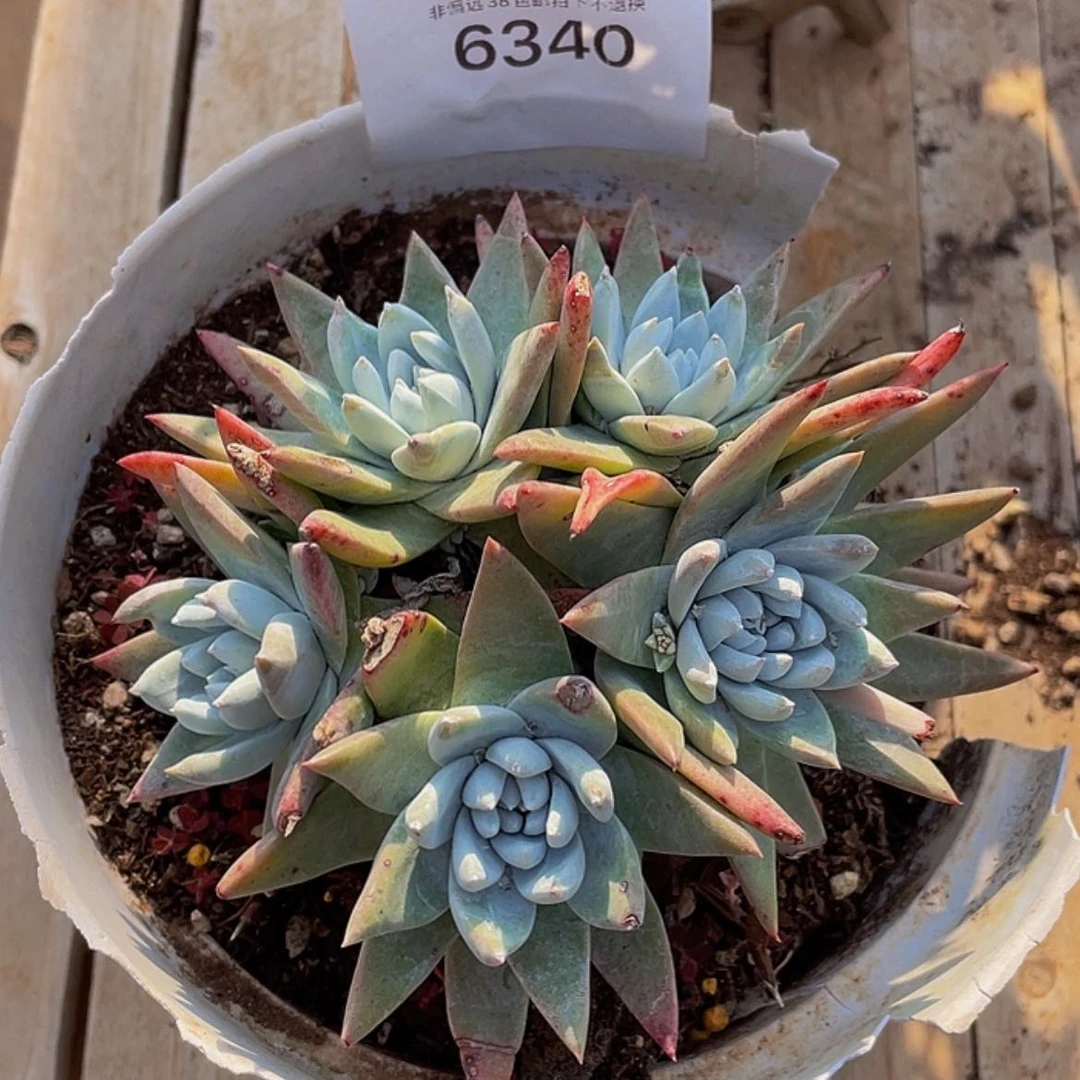 【闪购商品】白雪姆