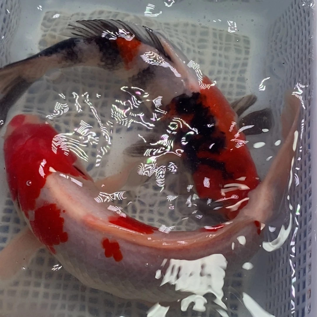 锦鲤冷水锦鲤包邮