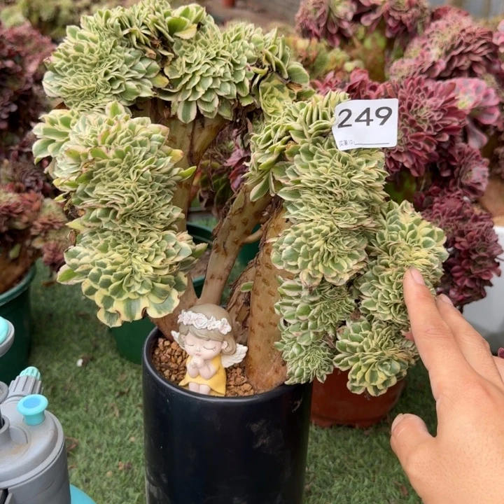 迈巴赫法师锦缀化249