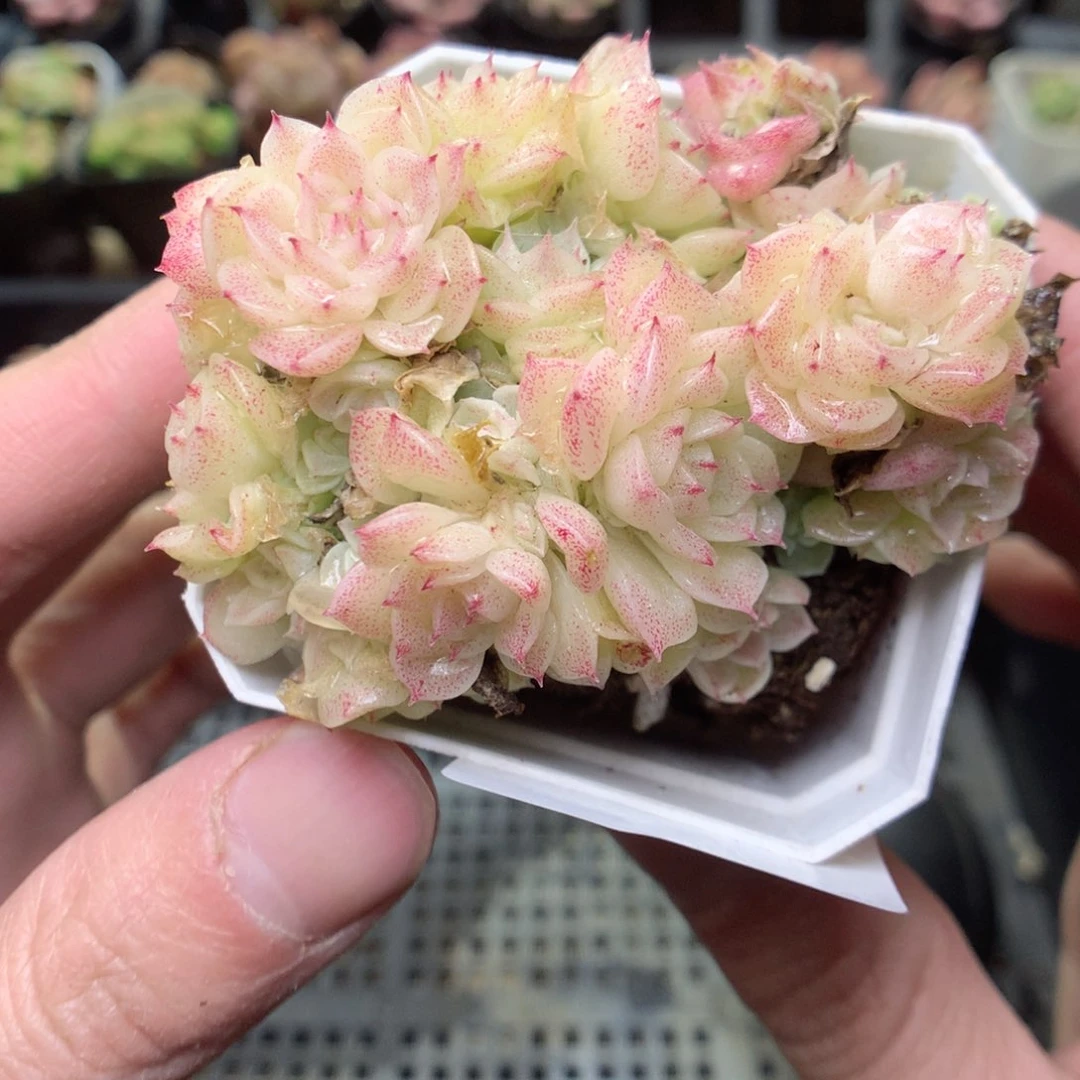 E65y y y y y y y g g g