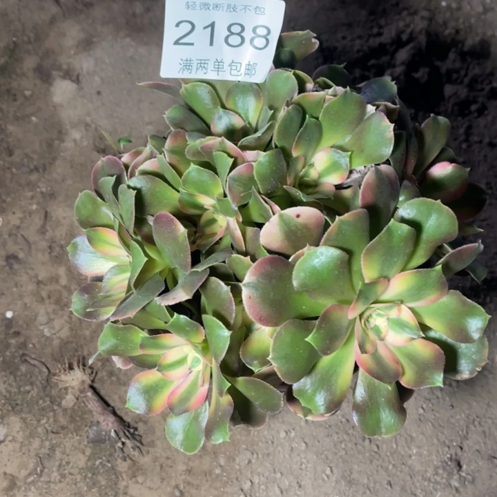 2188香妃的的多肉的