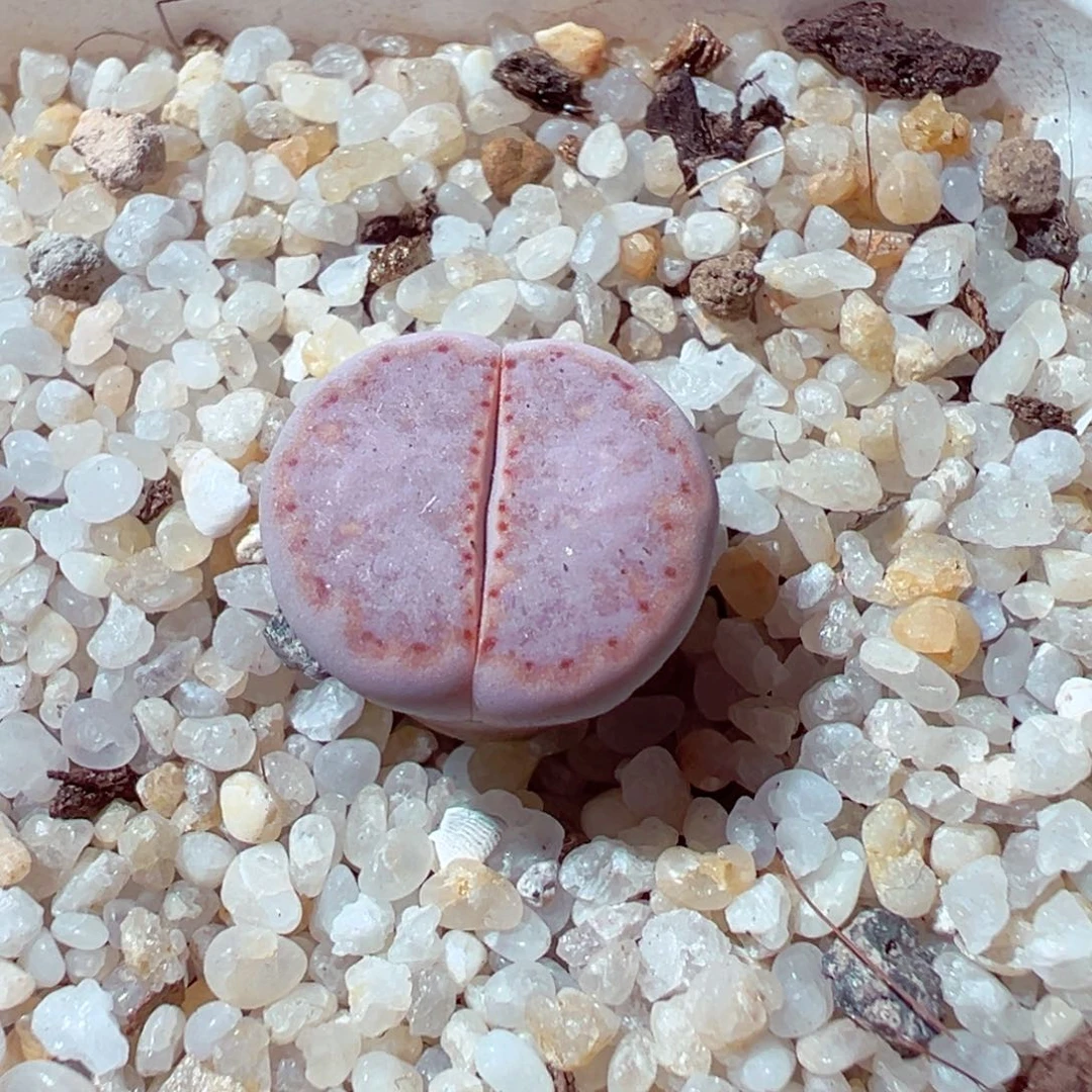 1107-889多肉多肉