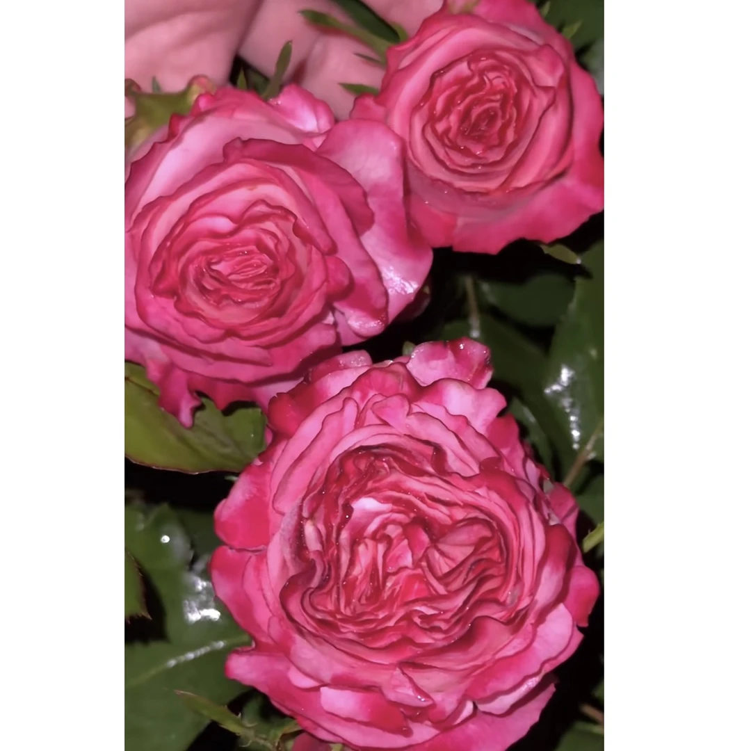 【卡门】月季 高杯切花 花期长直立1加仑2.5L根接 云南发货