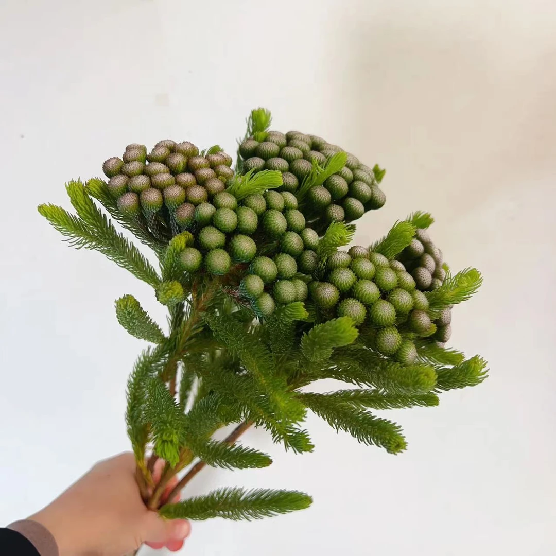 进口花材【珊瑚果】 可做干花 昆明基地直发 顺丰包邮