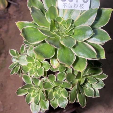 绿玫瑰多肉植物法师6078