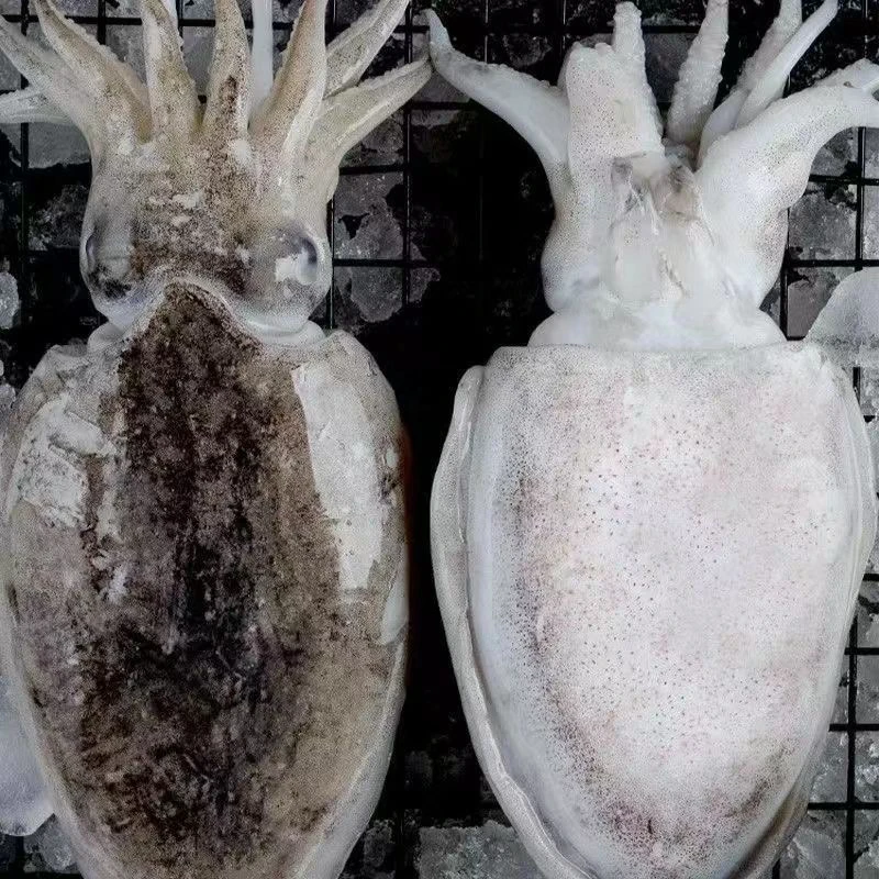 连云港发货墨鱼3斤（总4-6只左右）速冻发货