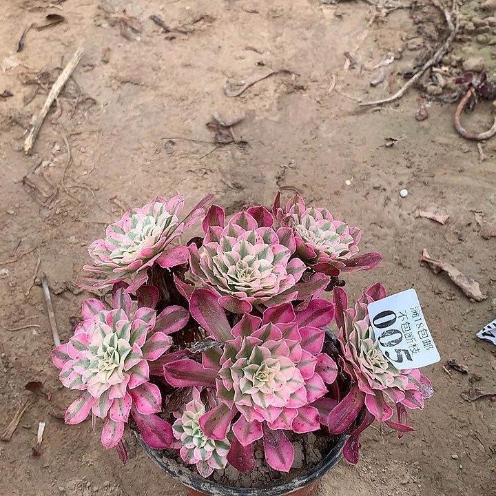 005铜壶白绣球1号棚