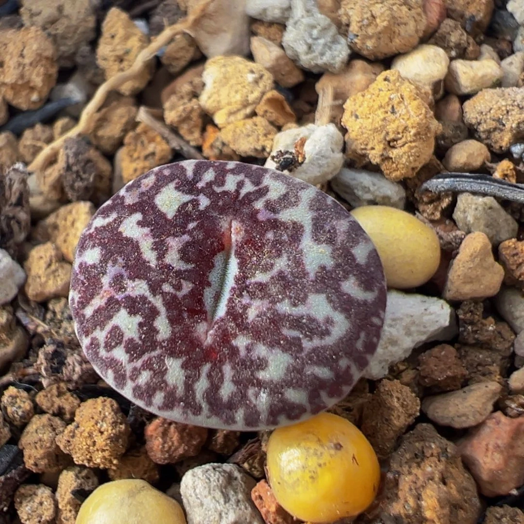 21多肉植物百科植物