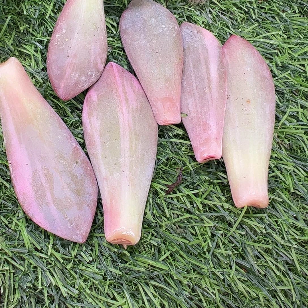 阿***乐多肉植物多肉植物