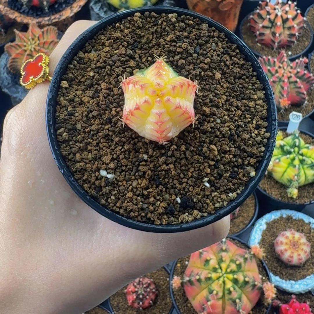 六棱红唇0000000000000009