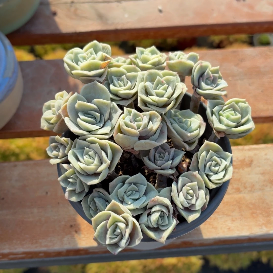 ò***~可爱玫瑰多肉11㎝盆特价