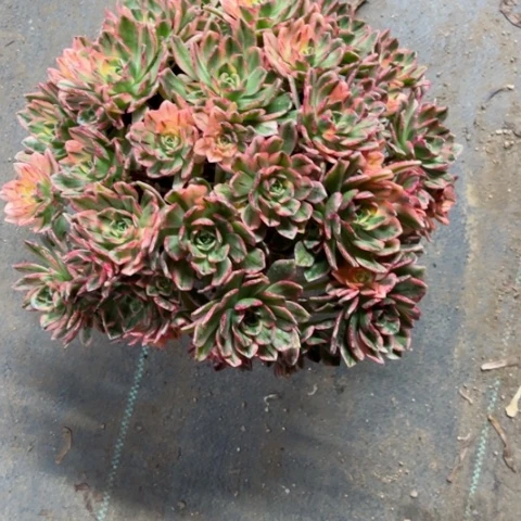 多肉植物甜茶锦。