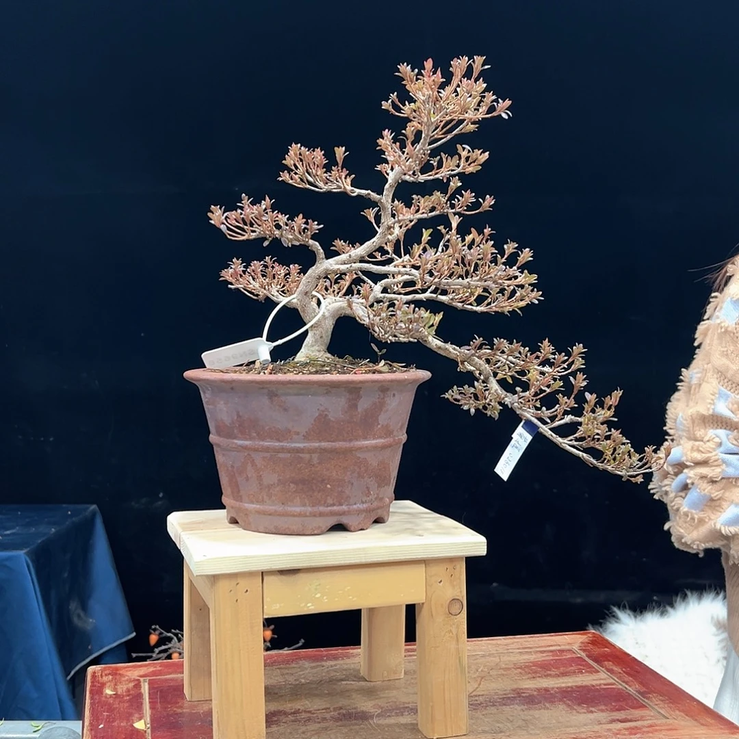 游***詹无花朵杜鹃花的诗作是