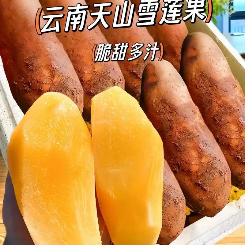 新鲜云南天山雪莲果现挖现发清甜多汁当季新鲜水果