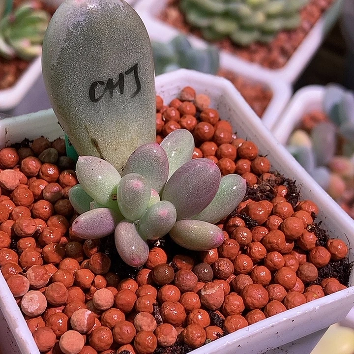 彩虹奶酪锦多肉植物