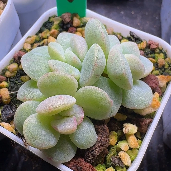 9号冰玉石化锦一物一拍