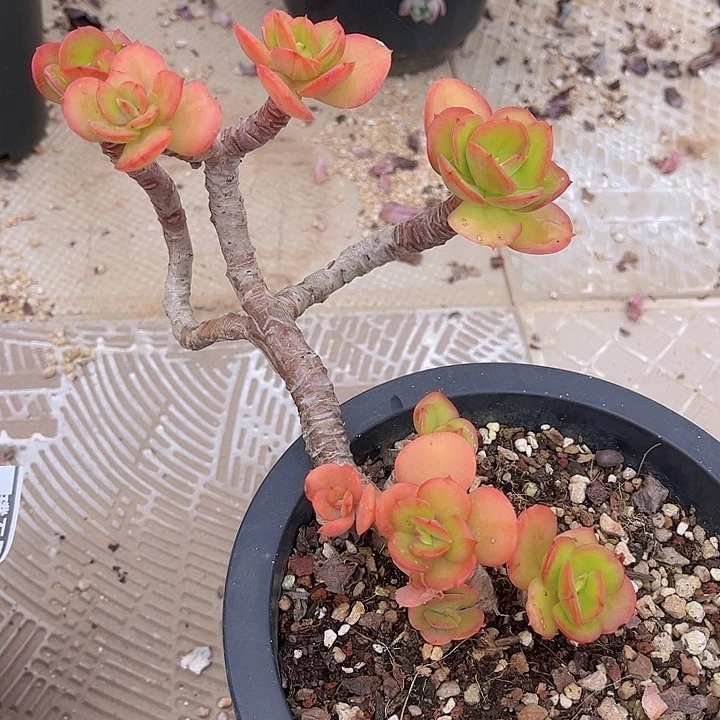 红梅2114多肉植物