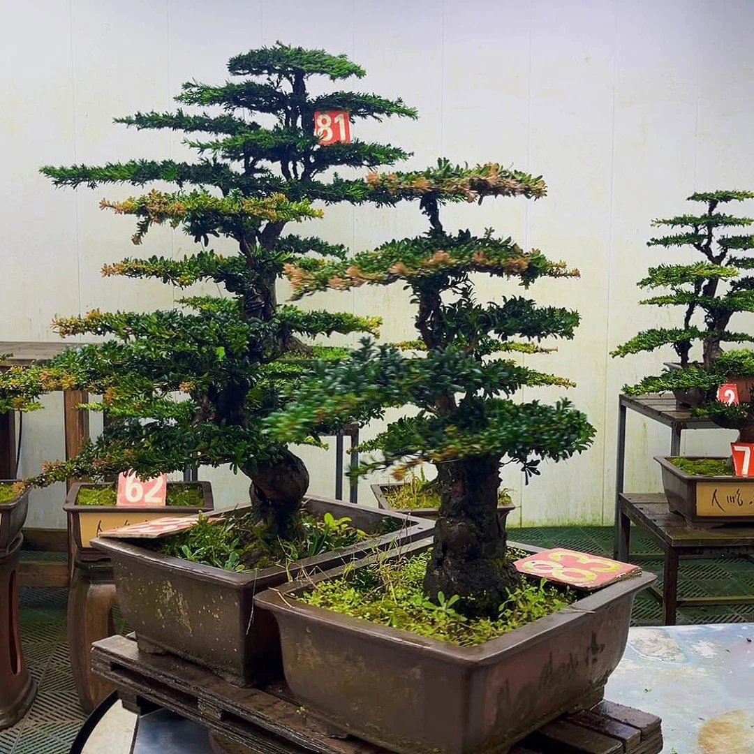 无花朵罗汉松盆景艺术