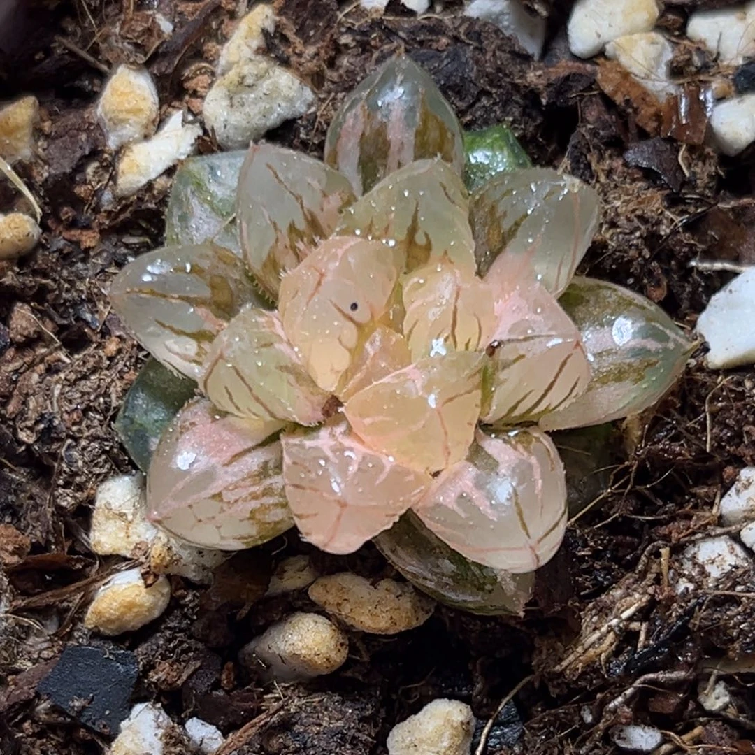 恭喜发财大吉大利0336