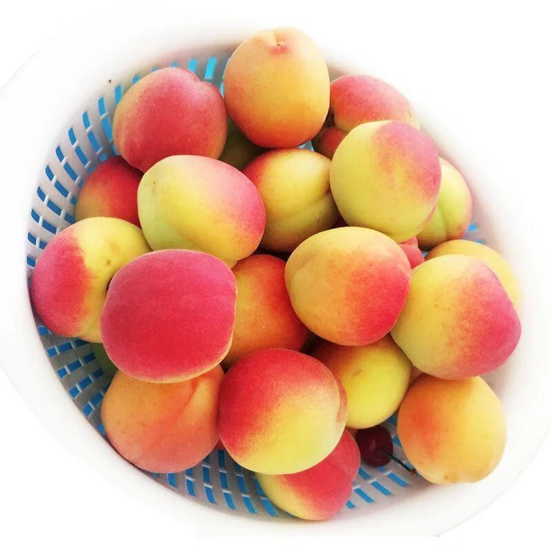 陕西 胭脂大红杏300g/份 杏子梅杏贵妃时令新鲜酸甜水果杏同城配送杏子同城送