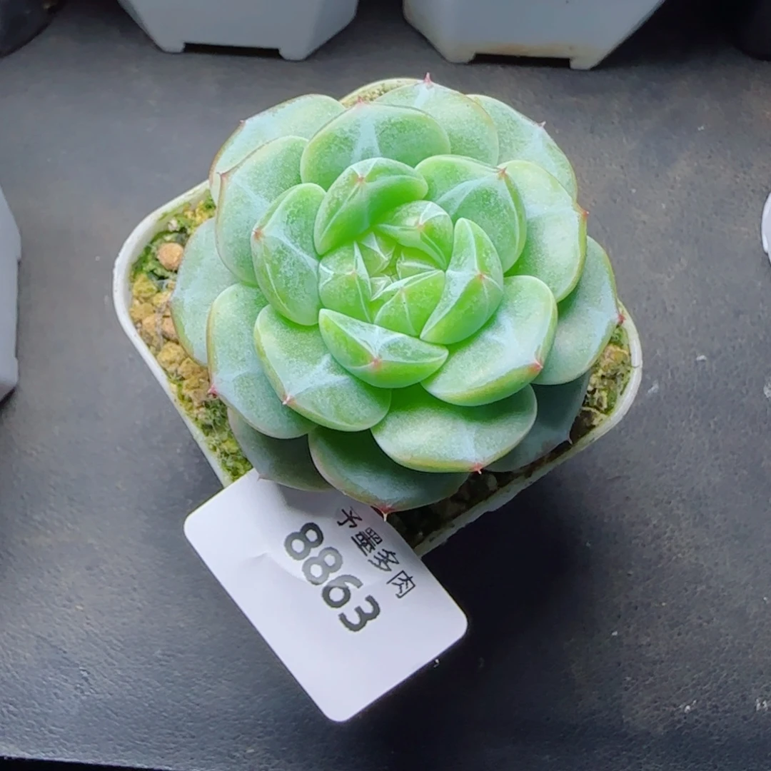 新品，银竹，8863多肉植物