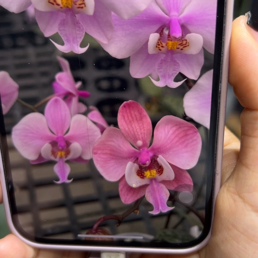 无花朵黑叶脉纹西蕾丽分生