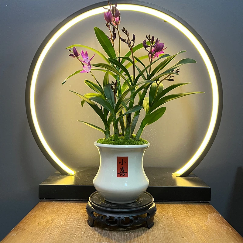 石斛兰花卉耐寒室内茶几餐桌接待室好养绿植不带花