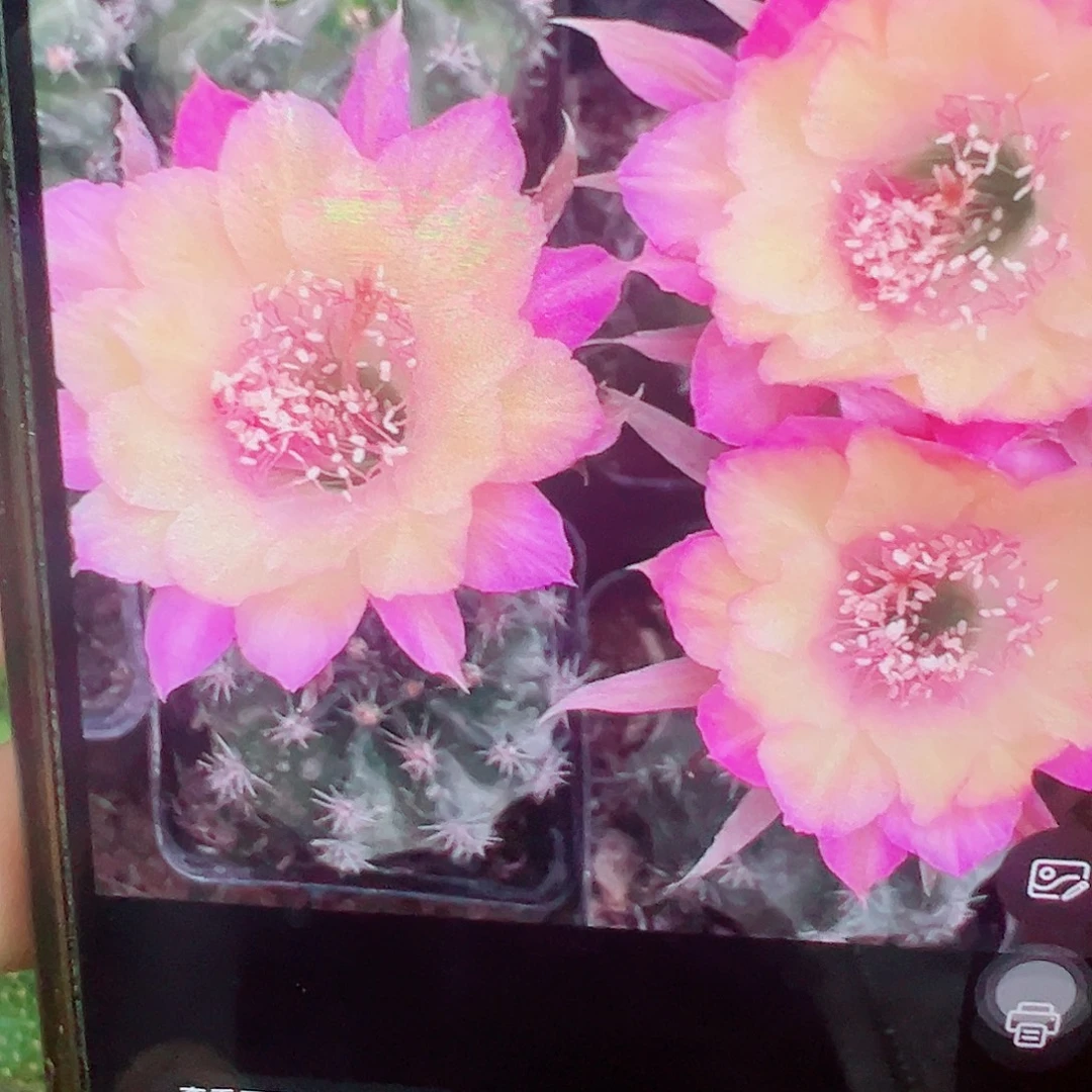 丽花 极光侧芽 满20包邮