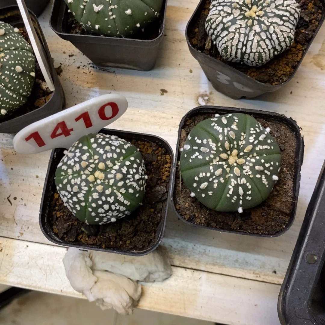 1***01410两个福利特价来了