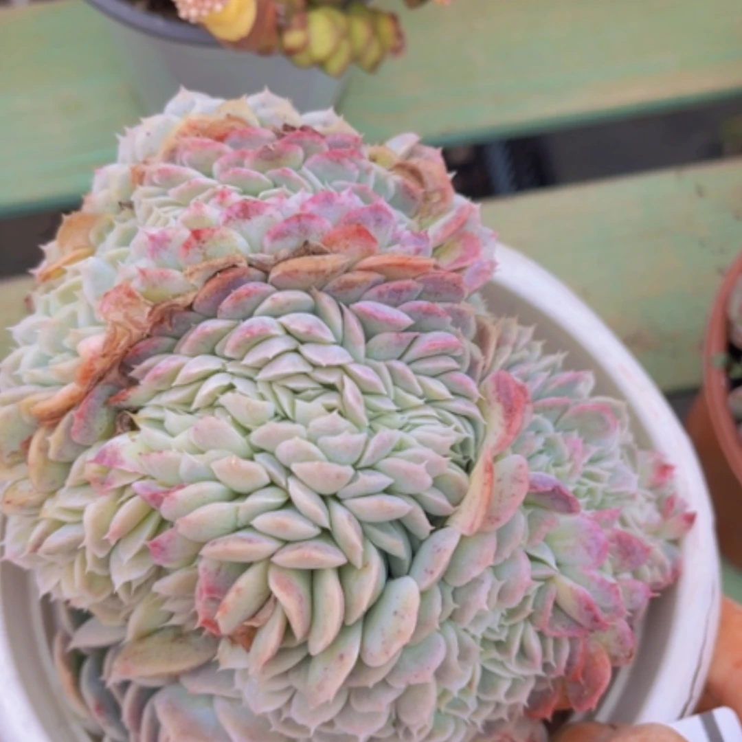 【闪购商品】香妃缀03195