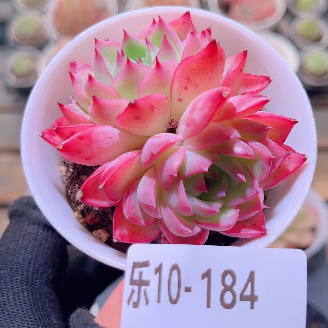 乐然10-184 粉水晶
