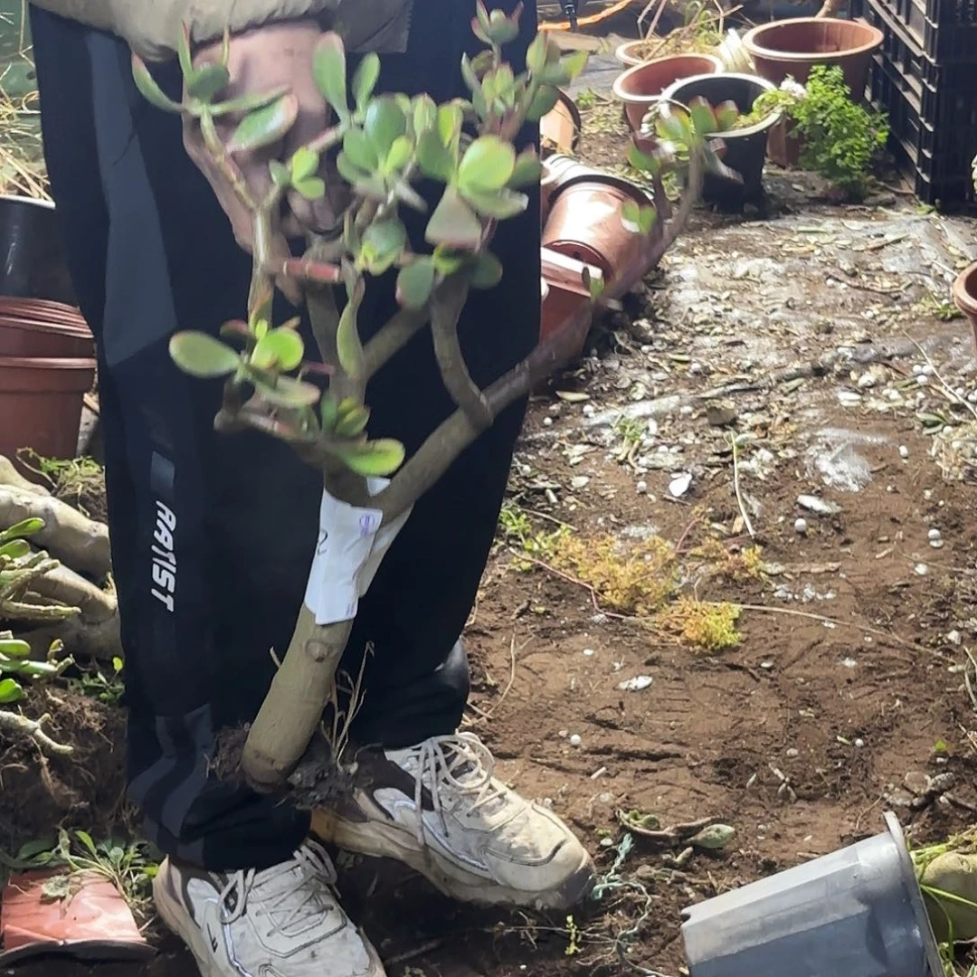 信***念3322黄金花月裸根发货不售后